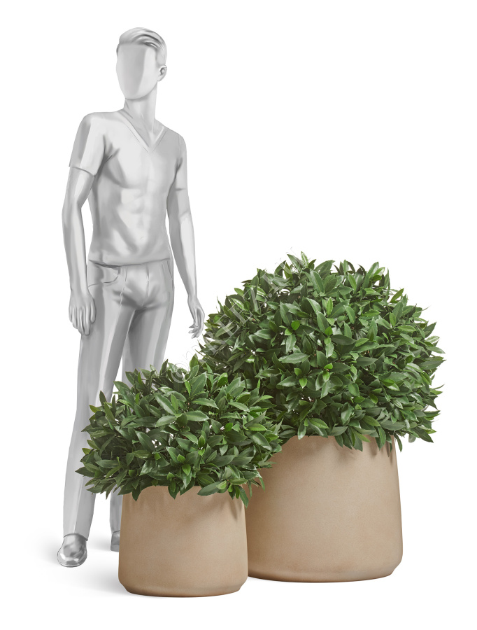 Сет № 98 - Композиция с уличными лаврами в кашпо Treez Effectory Fine Rock фото