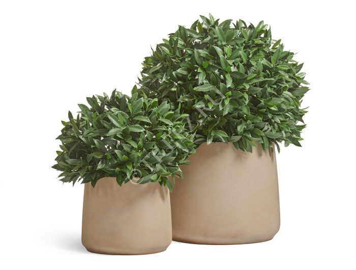 Сет № 98 - Композиция с уличными лаврами в кашпо Treez Effectory Fine Rock фото