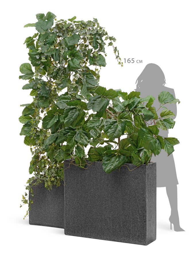Сет № 133 - Композиция с тетрастигмой и плющом в кашпо Treez Effectory Stone фото