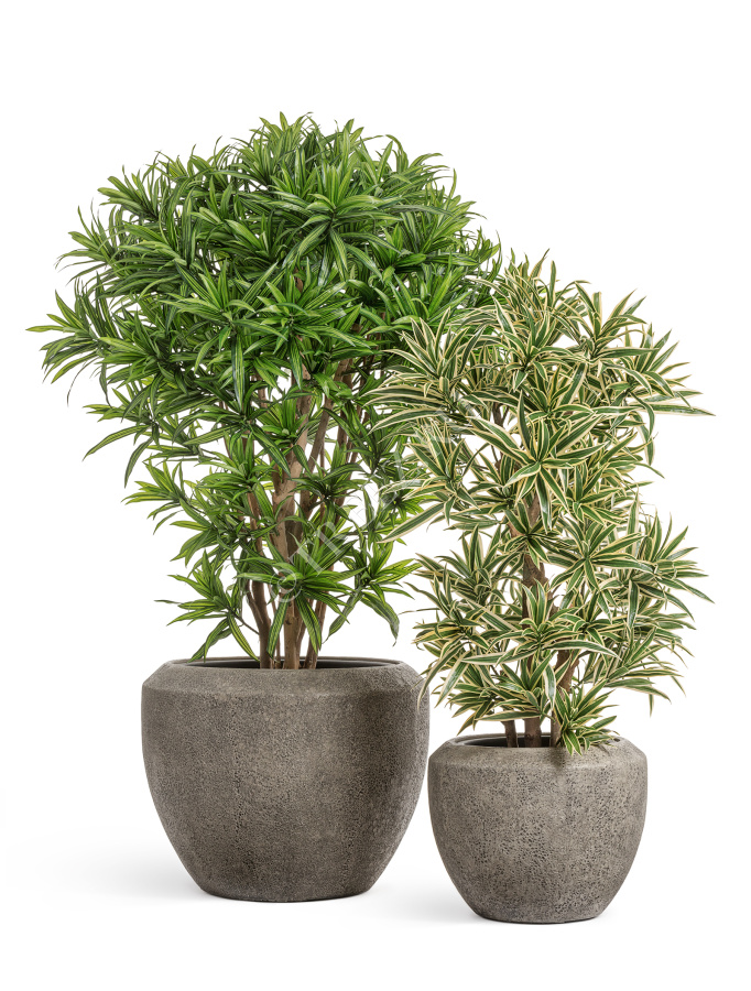 Сет № 139 - Композиция с драценами в кашпо Treez Effectory Volcano фото