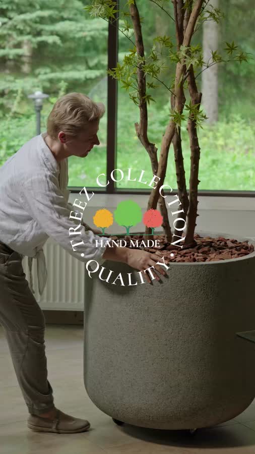 Гигантский Японский клён Баттерфляй фото