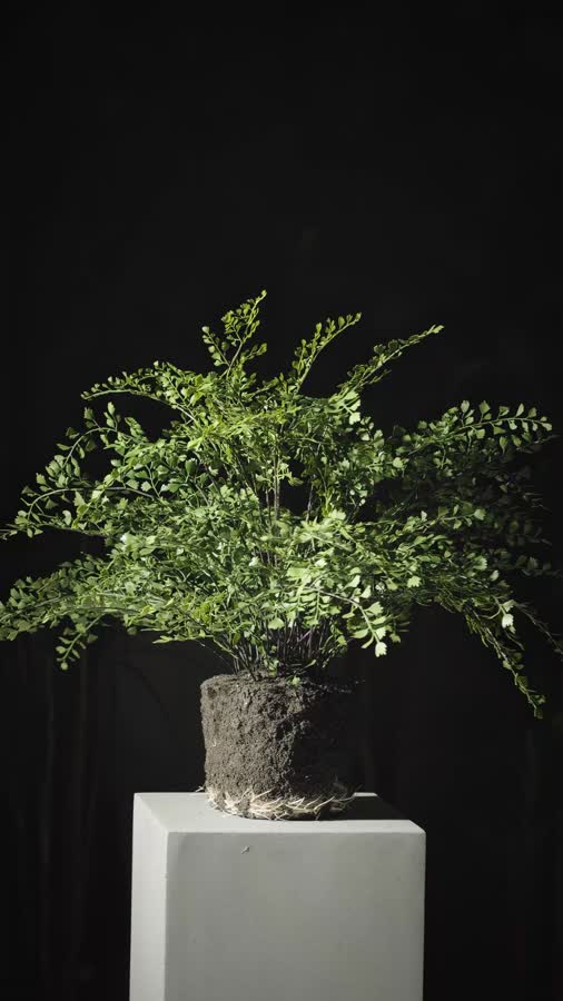 Папоротник Адиантум куст в земле с корнями фото